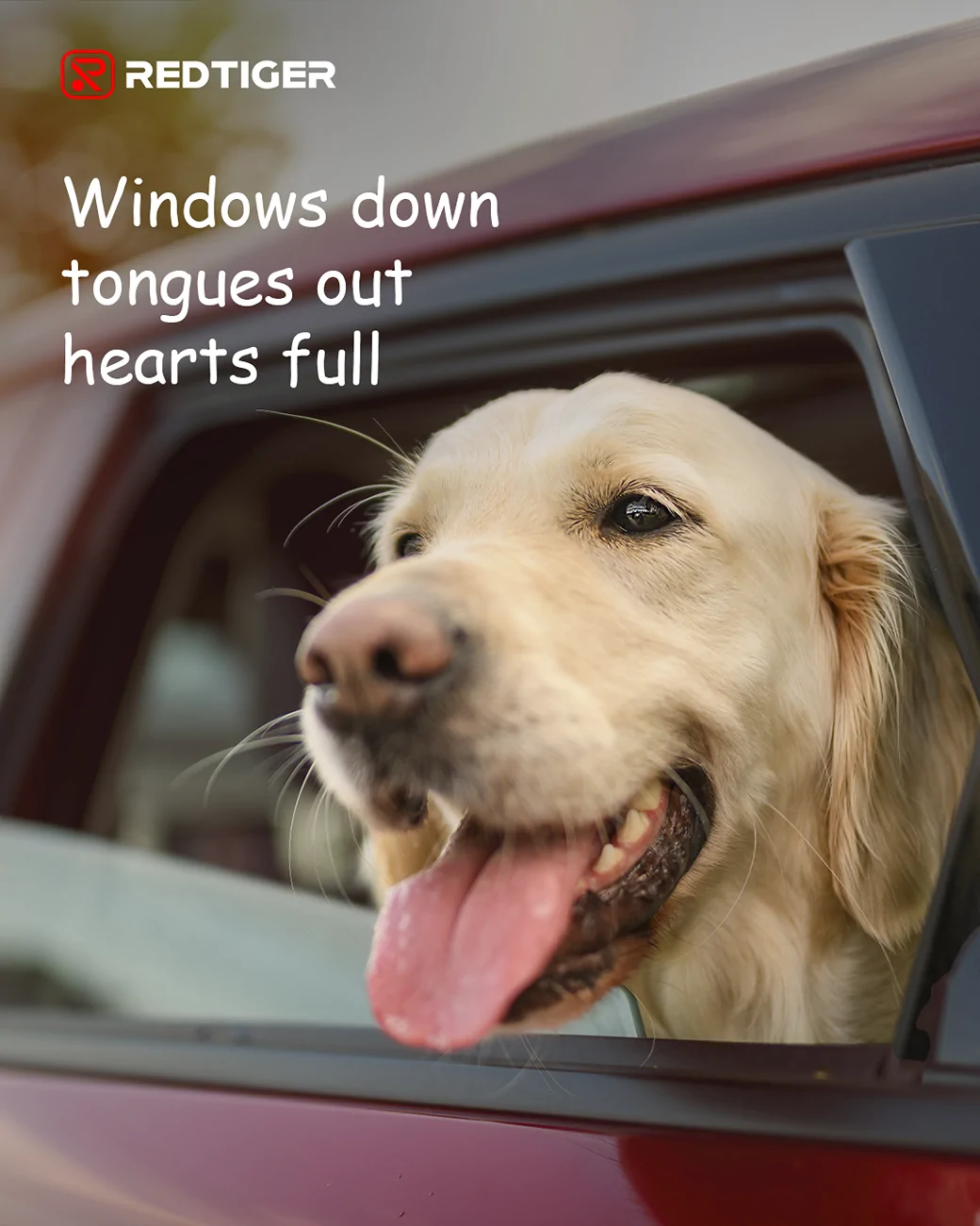 Electric Macan EV What was your dog’s first car ride like? 20250806-102236